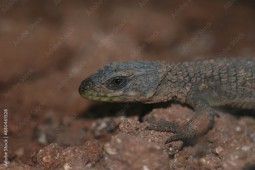 Closeup on the Rhodesian or Zimbabwean girdled lizard , Cordylus rhodesianus in a terrarium Closeup on the Rhodesian or Zimbabwean girdled lizard , Cordylus rhodesianus in a terrarium