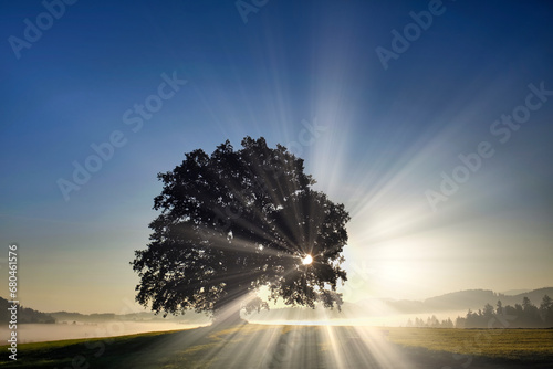 Baum auf Land mit H  gel im Herbst mit Sonnenstrahlen  Himmel blau  Nebel bei Sonnenaufgang