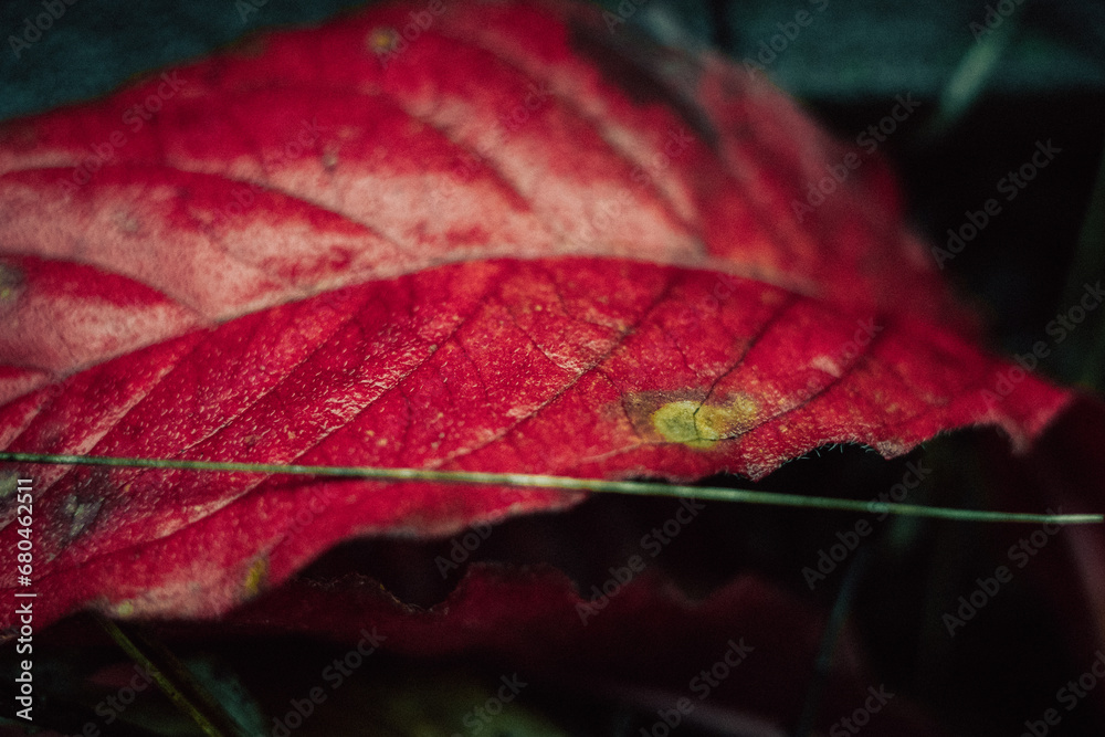 Fototapeta premium red leaf with water drops