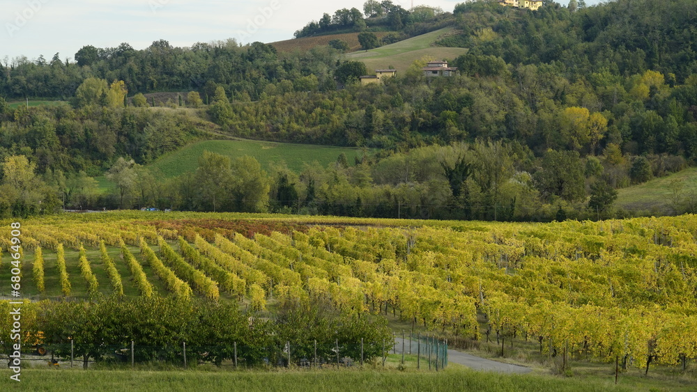 Fototapeta premium Foliage d'autunno nei vitigni del Lambrusco delle colline modenesi. Castelvetro, Emilia Romagna,Modena