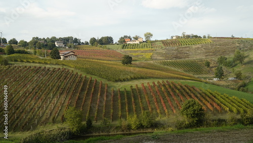 Foliage d autunno nei vitigni del Lambrusco delle colline modenesi. Castelvetro  Emilia Romagna Modena