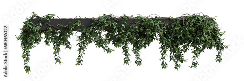 3d illustration of Hedera Helix hanging isolated on transparent background photo
