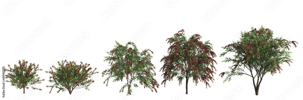 3d illustration of set Callistemon citrinus tree isolated on transparent background