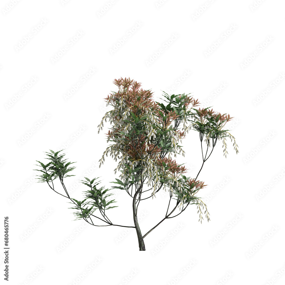 3d illustration of Pieris japonica bush isolated on transparent background