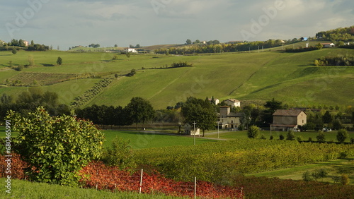 Foliage d autunno nei vitigni del Lambrusco delle colline modenesi. Castelvetro  Emilia Romagna Modena