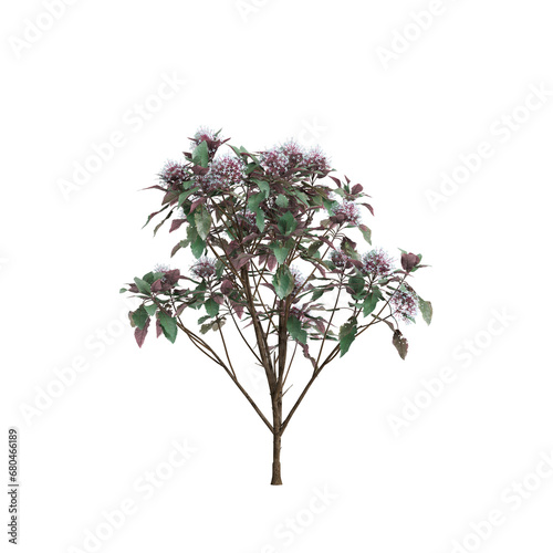 3d illustration of Clerodendrum Quadriloculare tree isolated on transparent background photo