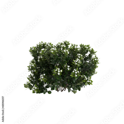 3d illustration of Rhaphiolepis bush white flowering isolated on transparent background photo