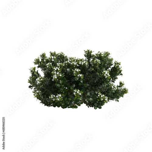 3d illustration of Rhaphiolepis bush white flowering isolated on transparent background
