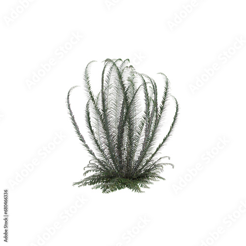 3d illustration of Polystichum Munitum bush isolated on transparent background