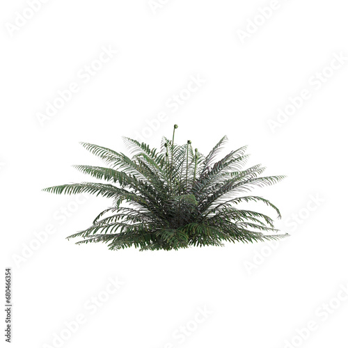 3d illustration of Polystichum Munitum bush isolated on transparent background photo