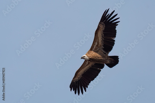 Eurasian griffon vulture flying in the sky with wide opened wings