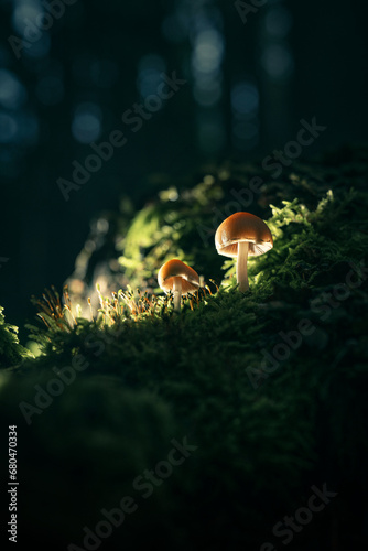 Mürbling Pilz im Wald
