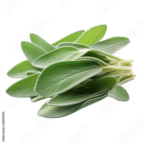 Fresh sage herb isolated on white background with clipping path