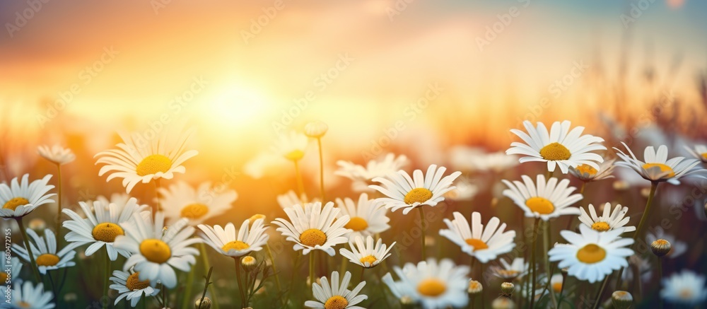 Chamomile flower with sunset nature background AI generated image