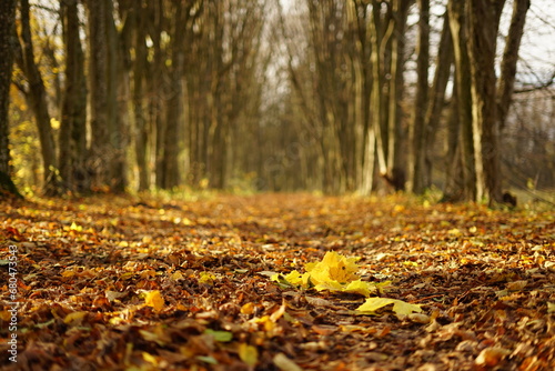 Jesień , Autumn Poland  © Marcin