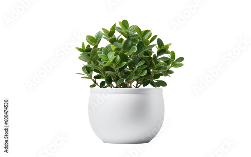 Sturdy Elegance Fiberglass Planter on White or PNG Transparent Background..