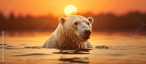Polar bear arctic animal swimming at the sea of ice. AI generated image