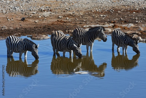 Steppenzebras  Equus quagga  am Wasserloch Halali im Etoscha Nationalpark in Namibia. 