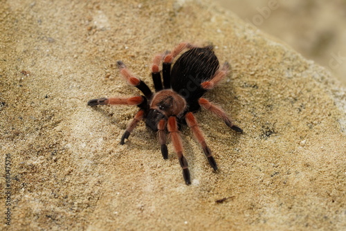 Brachypelma smithi is a species of spider in the family Theraphosidae (tarantulas) native to Mexico. Mexican redknee tarantulas are a popular choice as pets among tarantula keepers