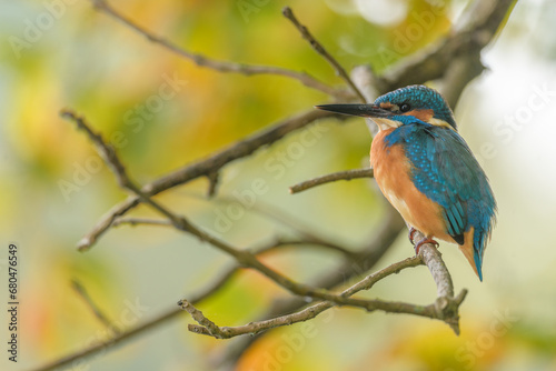 Kingfisher (Alcedo atthis) perched in a tree. © bios48