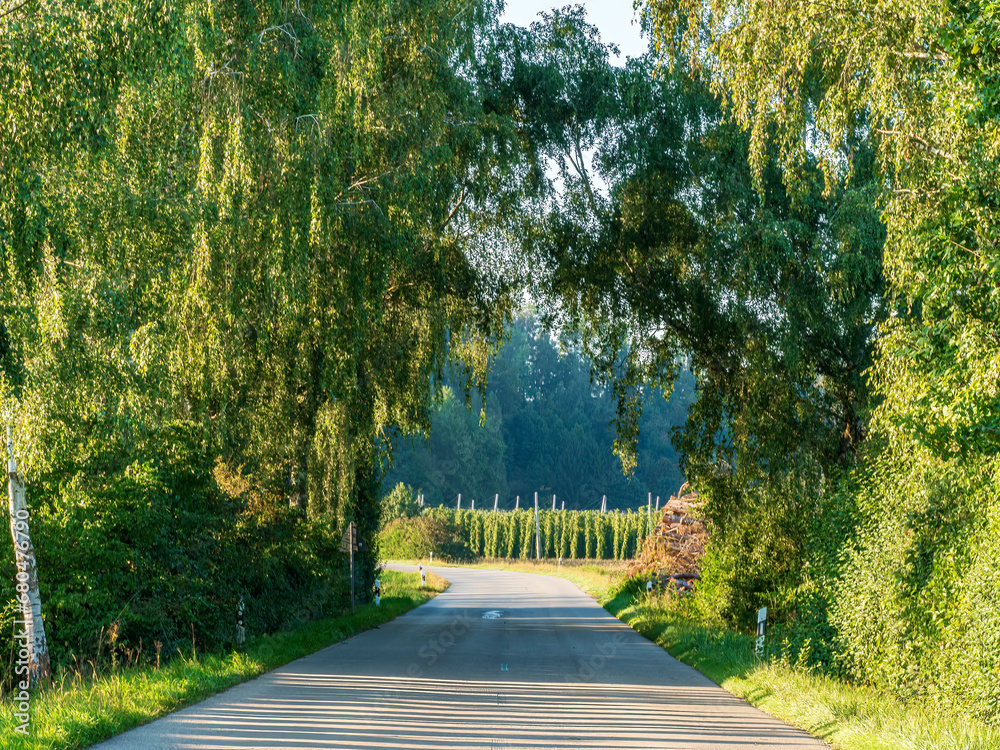 Hop field before harvest phase with sunset light Hop field before harvest phase with sunset light