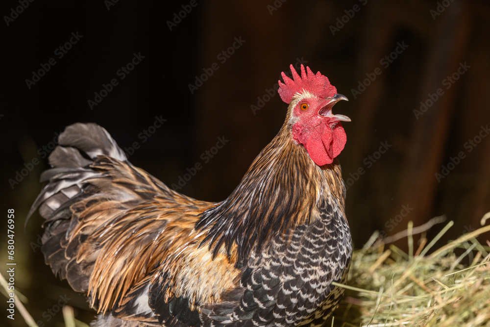 Farmyard rooster with colorful plumage with open beak.