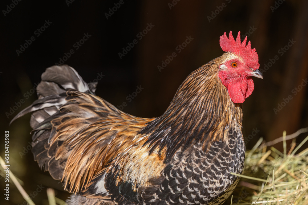 Fototapeta premium Free-ranging barnyard rooster with colorful plumage, outdoor breeding.