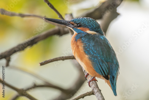 Kingfisher (Alcedo atthis) perched in a tree. © bios48