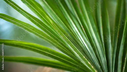 Abstract background of green palm leaves, branches. Tropical foliage backdrop. © CreativeStock