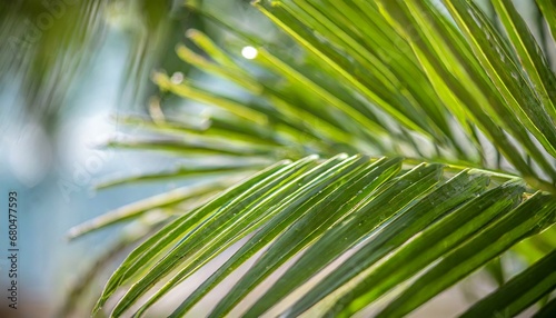 Abstract background of green palm leaves  branches. Tropical foliage backdrop.