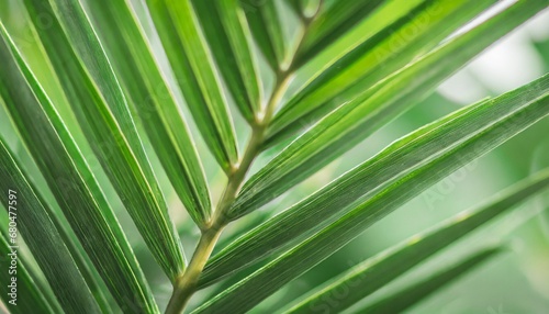 Abstract background of green palm leaves  branches. Tropical foliage backdrop.