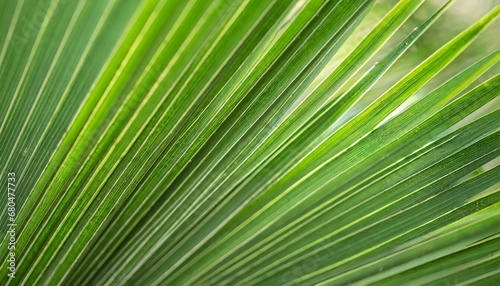 Abstract background of green palm leaves, branches. Tropical foliage backdrop. © CreativeStock