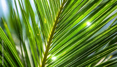 Abstract background of green palm leaves  branches. Tropical foliage backdrop.