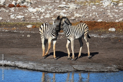 Zebrafohlen (Equus quagga) am Wasserloch Halali im Etoscha Nationalpark in Namibia. 