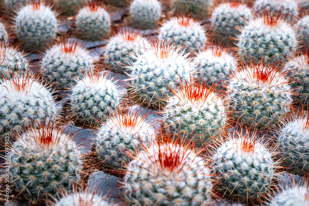 Mammillaria cactus easy to grow cacti with short thorns. Evergreen tropical thorny plant for home decoration. Desert cactus with beautiful pink blossom. Mammillaria cactus easy to grow cacti with short thorns. Evergreen tropical thorny plant for home decoration. Desert cactus with beautiful pink blossom.