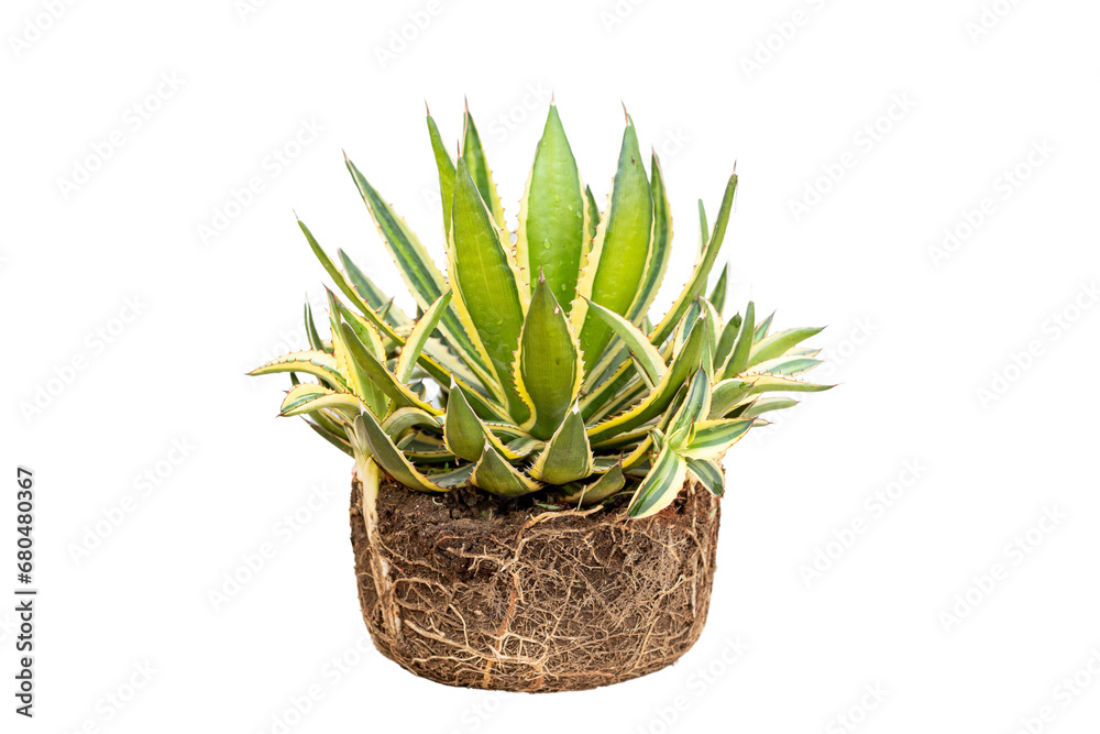 Agave americana root bound plant Agave americana root bound plant