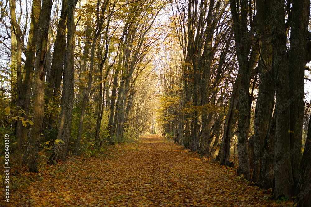 Obraz premium Jesień, autumn, Poland 