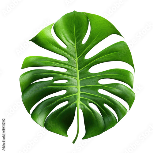 Lush Foliage Monstera on White or PNG Transparent Background.