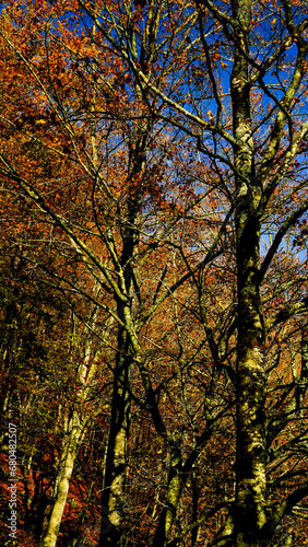 Autunno sull'Appennino Emiliano. Panorami autunnali delle montagne bolognaesi. Bologna, Emilia Romagna. Italia © anghifoto