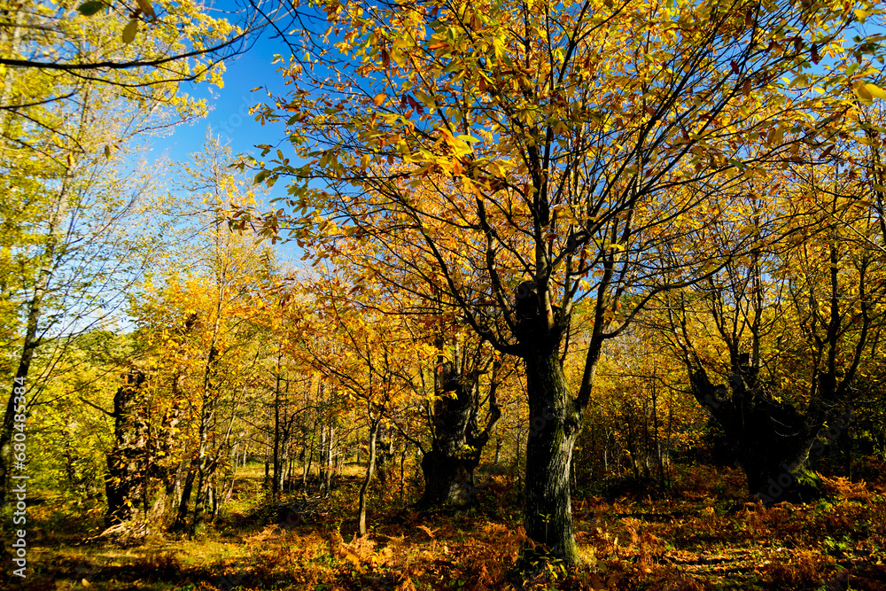 Naklejka premium Autunno sull'Appennino Emiliano. Panorami autunnali delle montagne bolognaesi. Bologna, Emilia Romagna. Italia