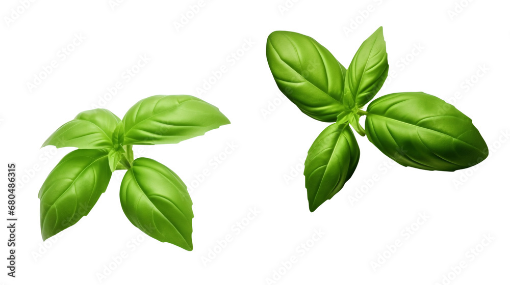 Basil leaves isolated on white background. Clipping Path included.