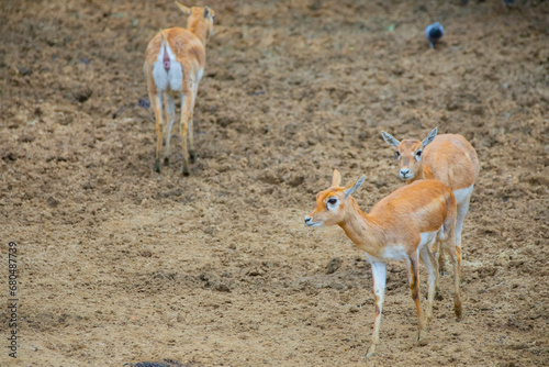 Lechwe, Kobus leche, antelope in the golden grass wetlands with water. Lechve running in the river water, Okavango delta, Botswana in Africa. Wildlife scene from nature. photo