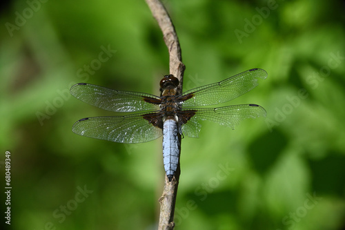 Blue dragonfly with broken wing on a branch