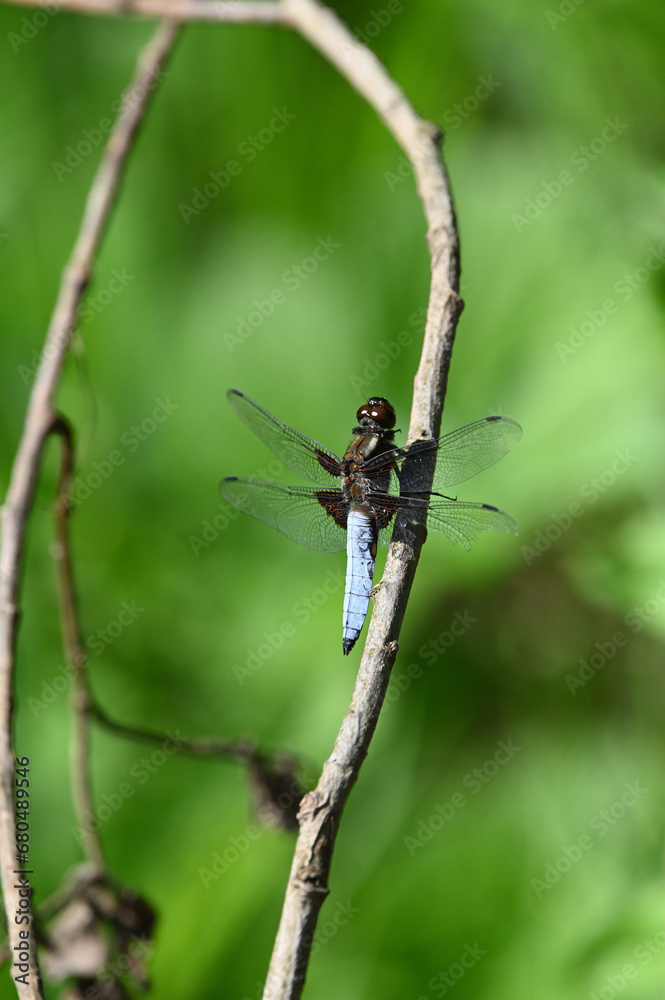 Dragonfly on a branch with green backgroung