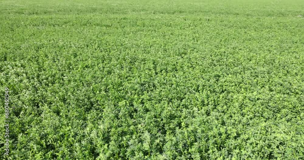 field with green grasses and plants for animal husbandry, cultivation of green fodder for animal feeding field with green grasses and plants for animal husbandry, cultivation of green fodder for animal feeding