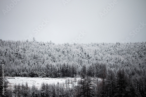 Wallpaper Mural Photo of the winter forest during the snowfall in Magadan, Russia. Snow showers on the trees and hills. Fog and haze, low visibility due to snowstorm. Extreme weather conditions Torontodigital.ca