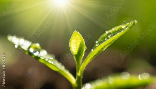 Young fresh plant with a rain droplet with a reflection in sunlight. Macro shot.