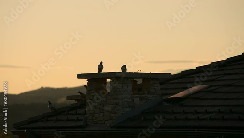 Domestic pigeon on roof top walking and passing in front of orange sky.