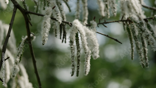 shot of blossomin aspen in spring © GCapture