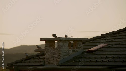 Domestic pigeon on roof top walking and passing in front of orange sky.